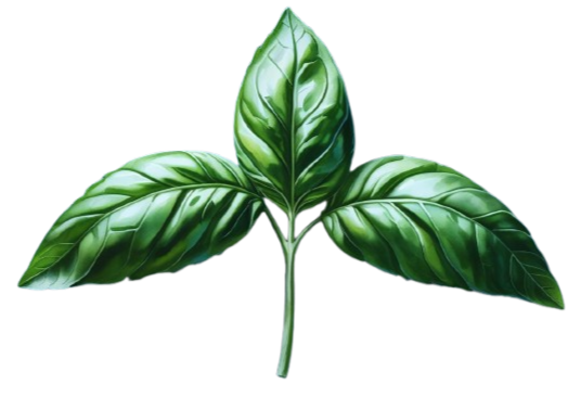 Decorative image of garnish, Basil leaves
