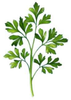 Decorative image of garnish, a Parsley leaf