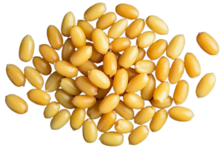 Decorative image of pinenuts