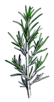 Decorative image of Rosemary garnish