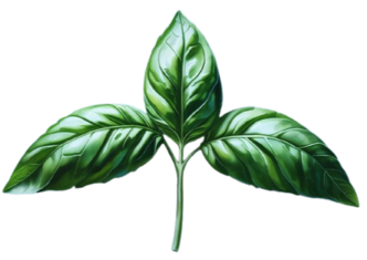 basil sprig